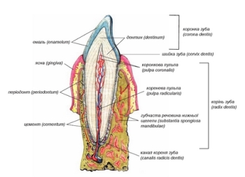 Внутрішня будова зуба (Зуб у розрізі)